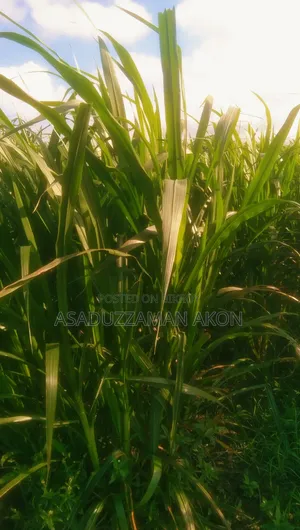 ঘাস বিক্রি
