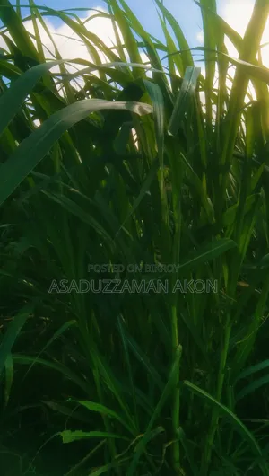 ঘাস বিক্রি