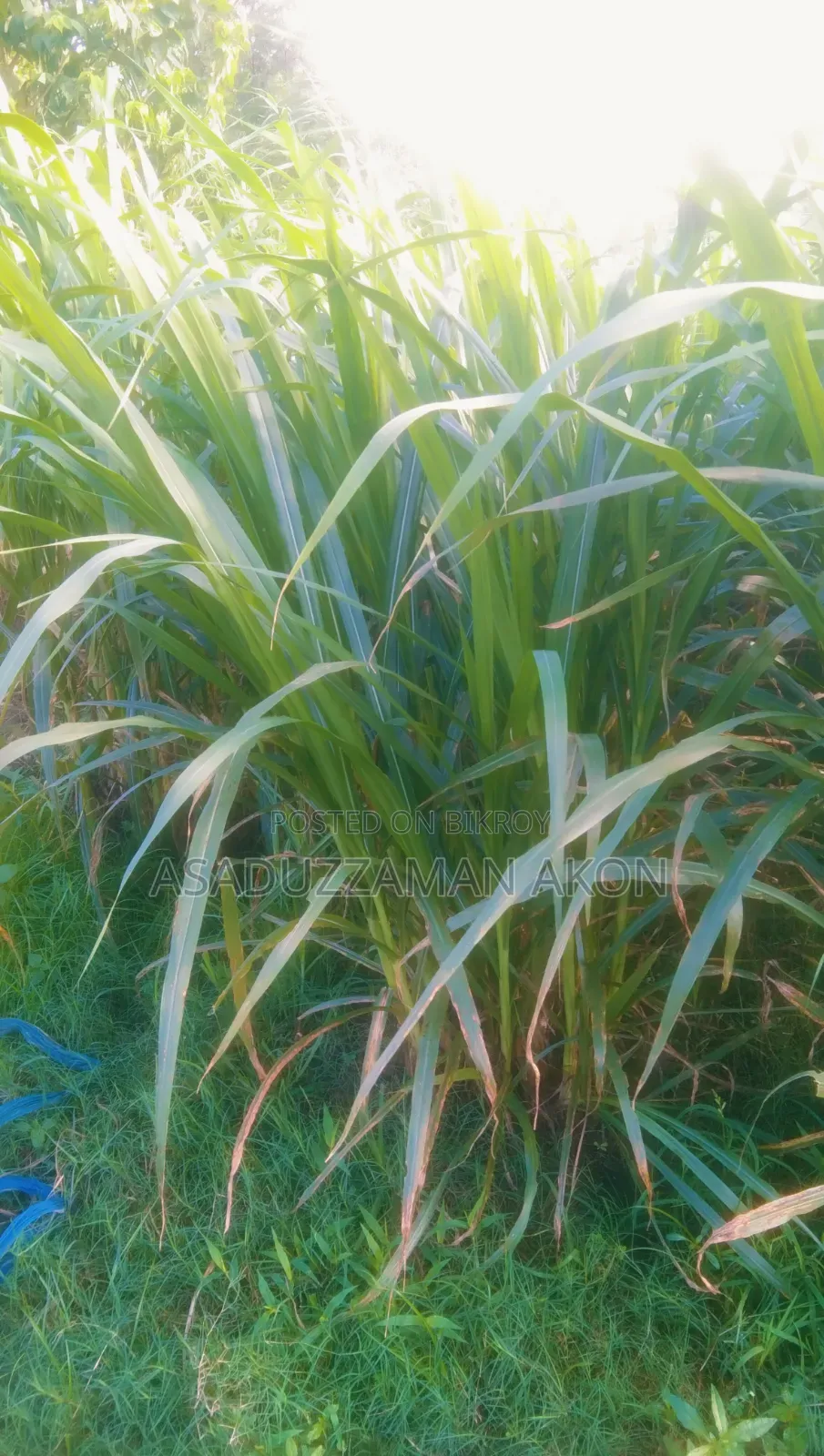 ঘাস বিক্রি
