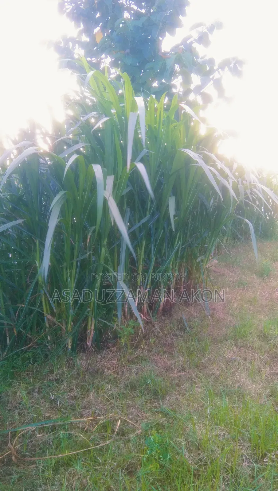 ঘাস বিক্রি