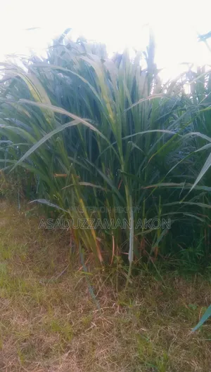 ঘাস বিক্রি