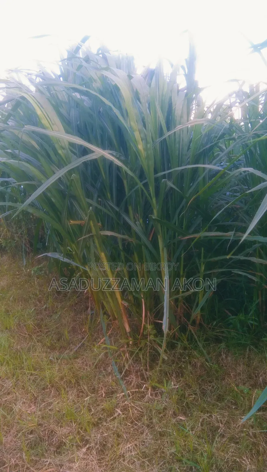 ঘাস বিক্রি