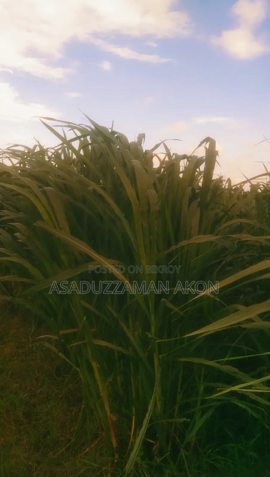 ঘাস বিক্রি