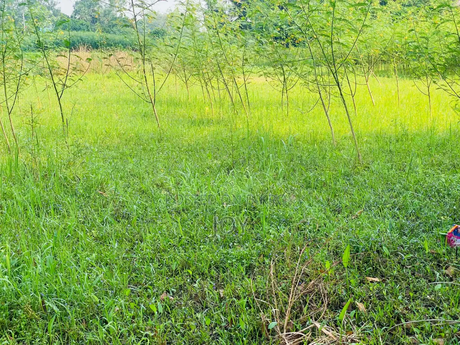Land purchase in Dhaka