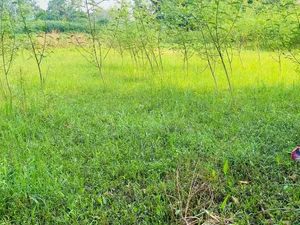 Land purchase in Dhaka