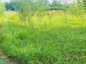 Land purchase in Dhaka