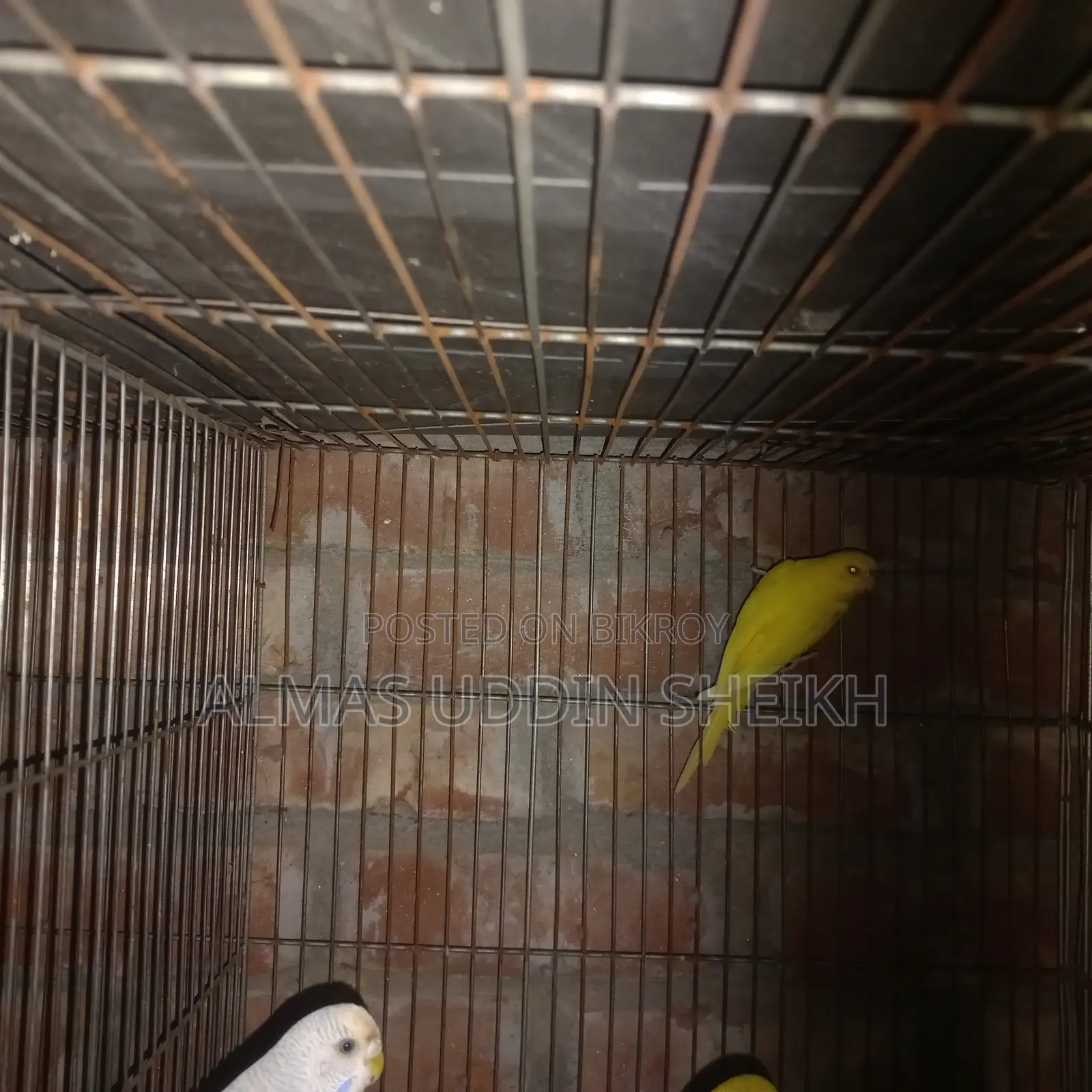 বাজরিগা পাখি