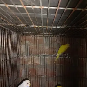 বাজরিগা পাখি