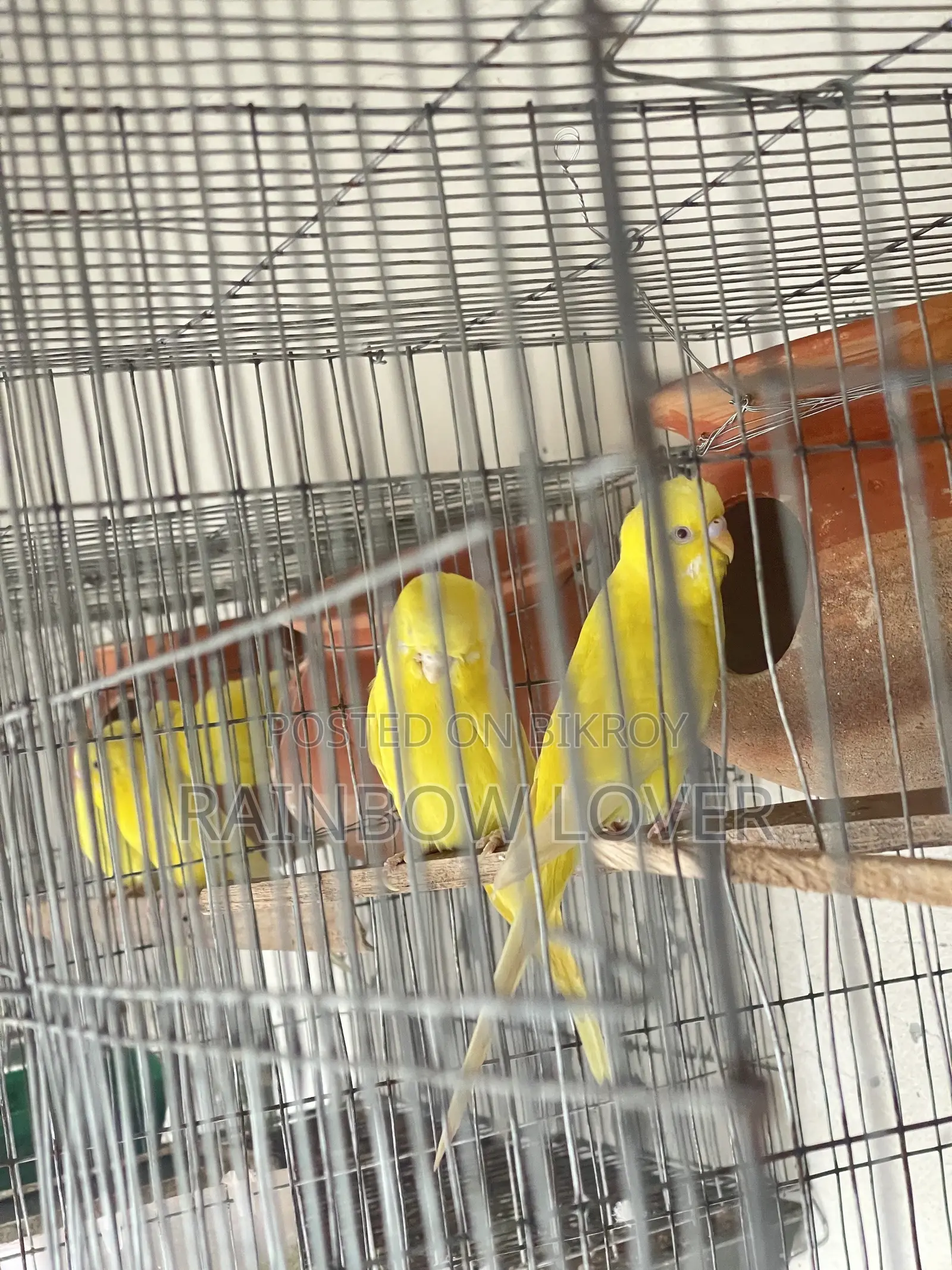 লুটিনো বাজিগর