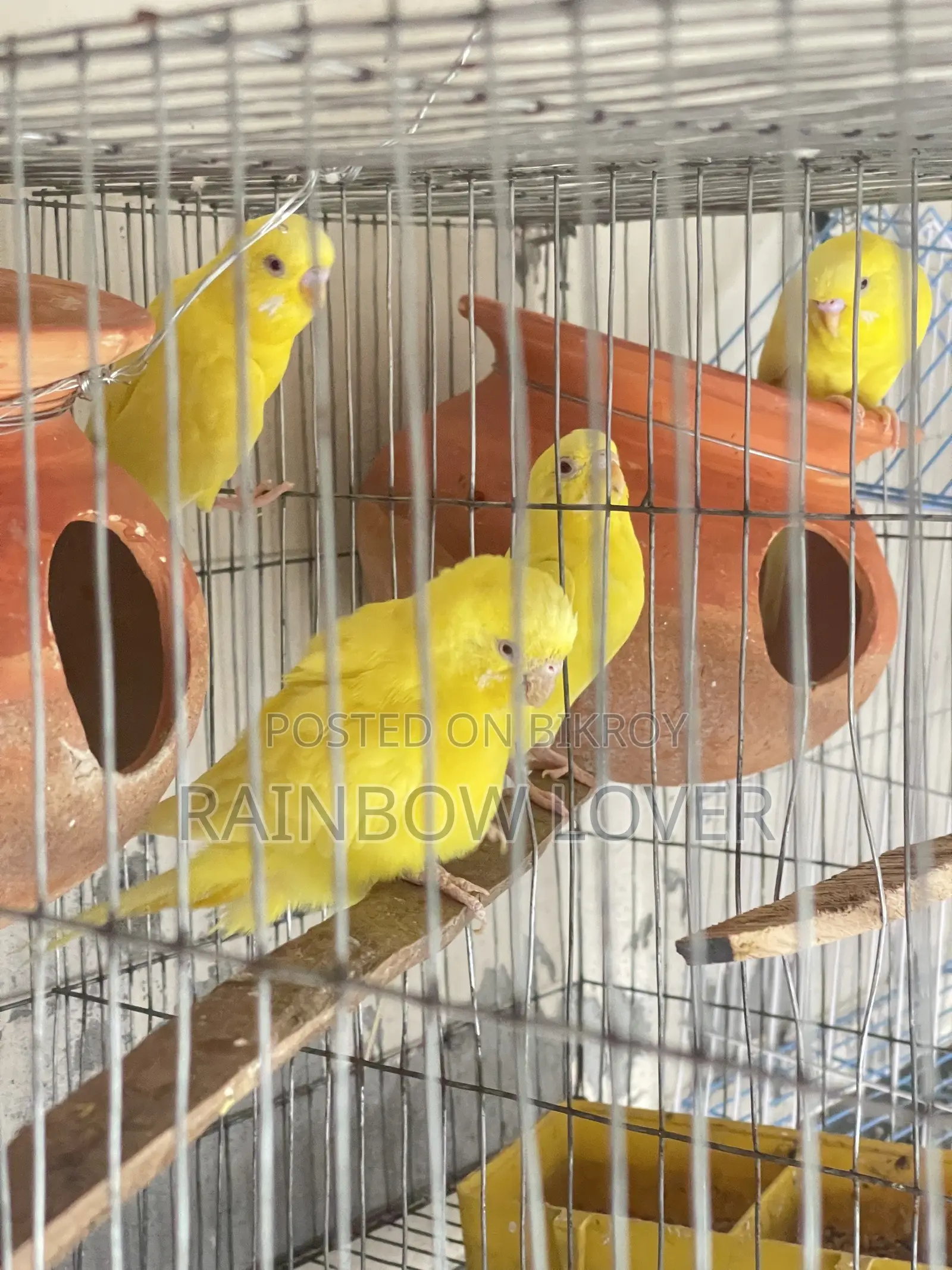 লুটিনো বাজিগর
