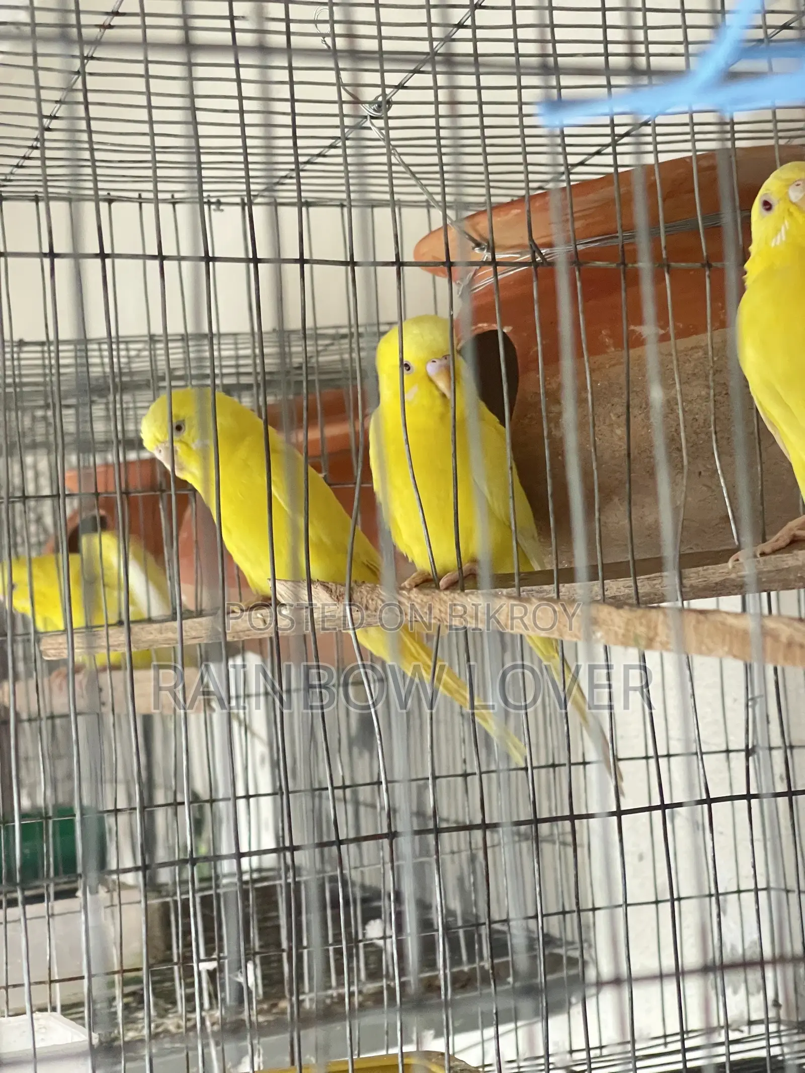 লুটিনো বাজিগর