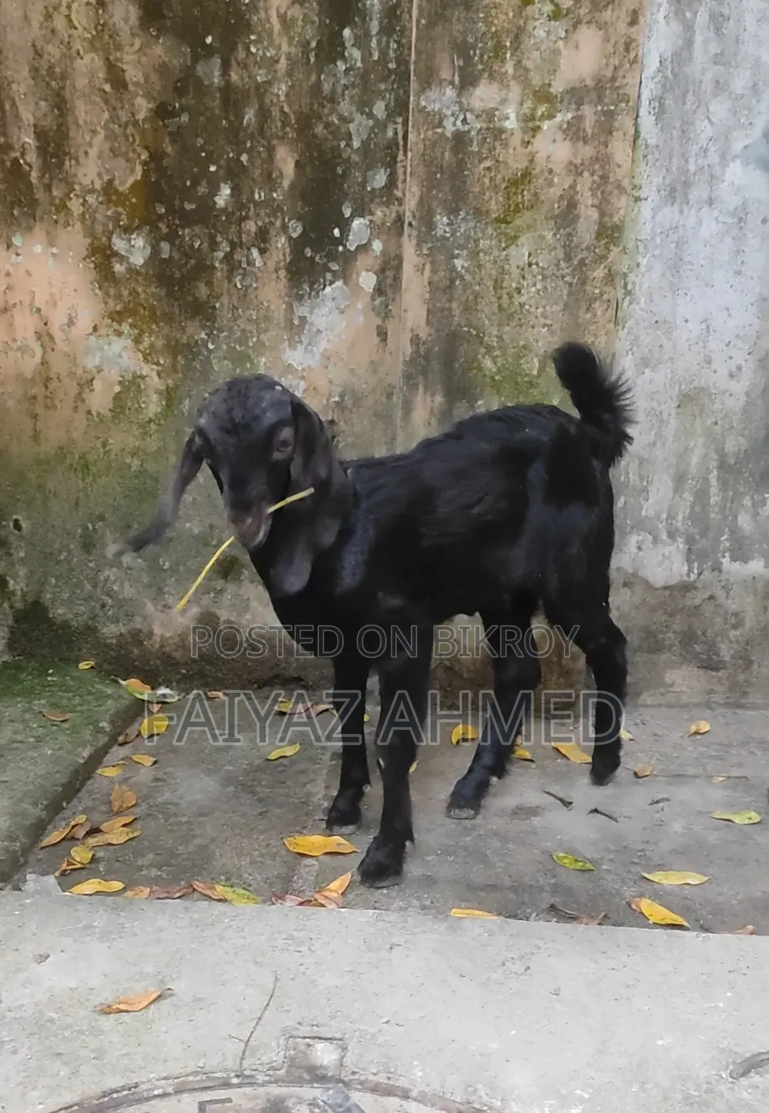 Baby Goat