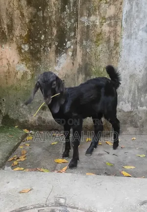 ছাগলের মেয়ে বাচ্চা
