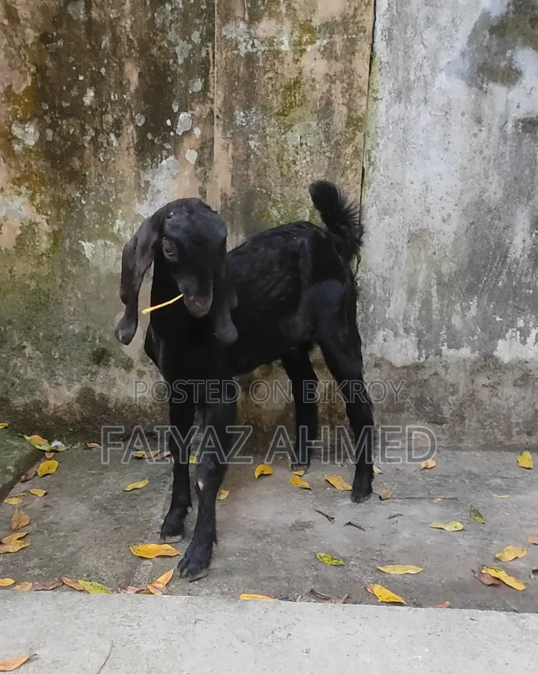 Baby Goat