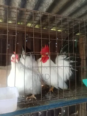 সিল্কি মুরগি জাপানিজ ব্ল্যাক অ্যান্থেম