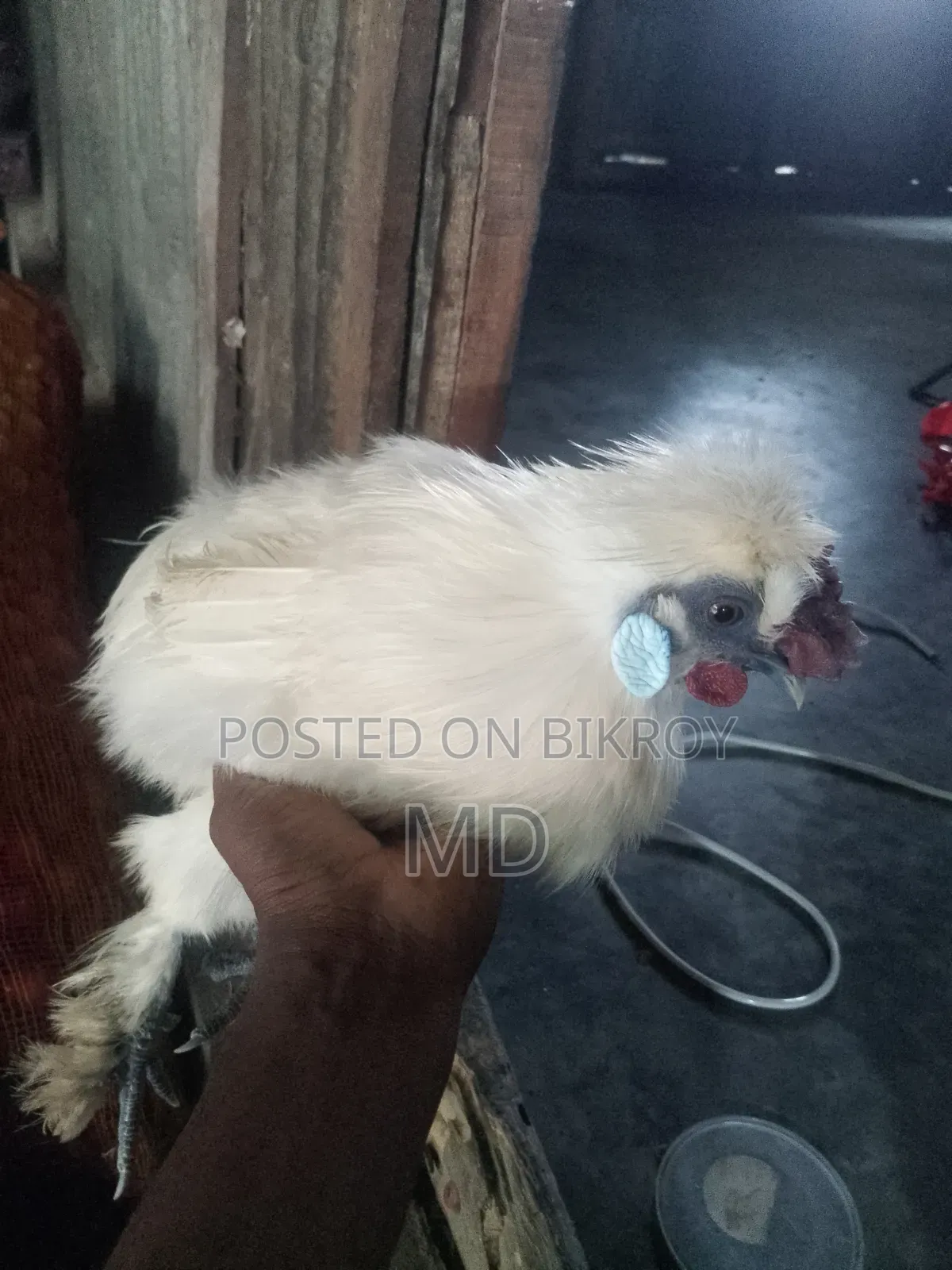 সিল্কি মুরগি জাপানিজ ব্ল্যাক অ্যান্থেম