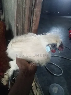 সিল্কি মুরগি জাপানিজ ব্ল্যাক অ্যান্থেম