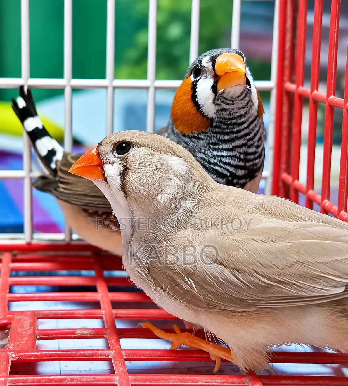 Quality Full Running Finch Birds