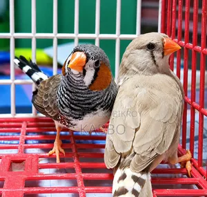 Quality Full Running Finch Birds