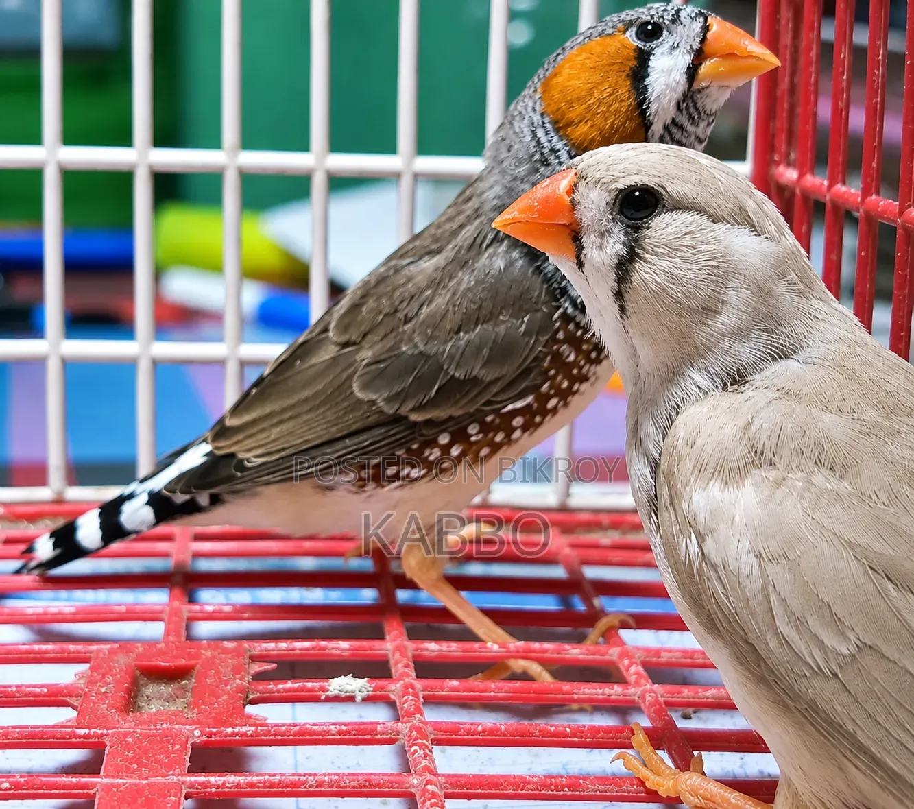 Quality Full Running Finch Birds