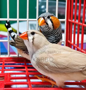 Quality Full Running Finch Birds