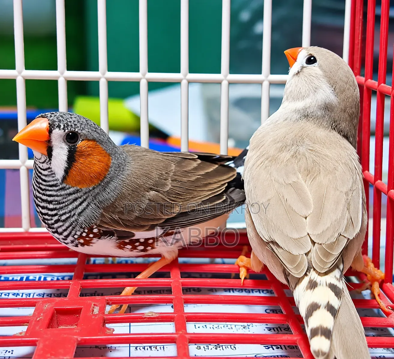 Quality Full Running Finch Birds