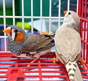 Quality Full Running Finch Birds
