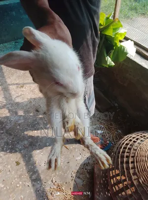 খরগোশ বিক্রি করবো