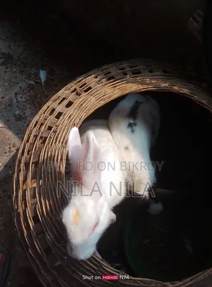 খরগোশ বিক্রি করবো