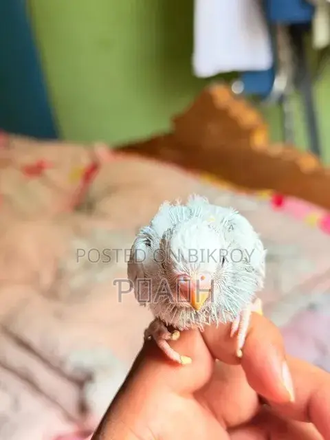 বাজরিগার বাচ্চা (Pied/Rainbow)