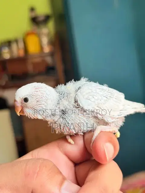 বাজরিগার বাচ্চা (Pied/Rainbow)