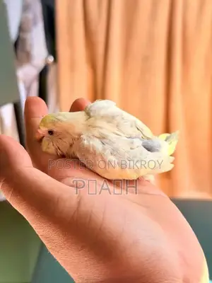 বাজরিগার বাচ্চা (Pied/Rainbow)
