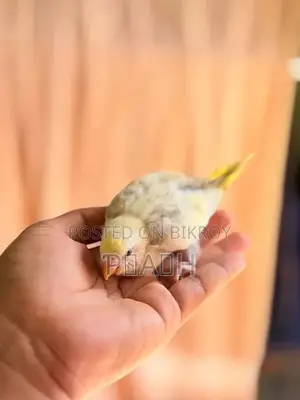বাজরিগার বাচ্চা (Pied/Rainbow)
