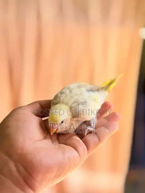বাজরিগার বাচ্চা (Pied/Rainbow)