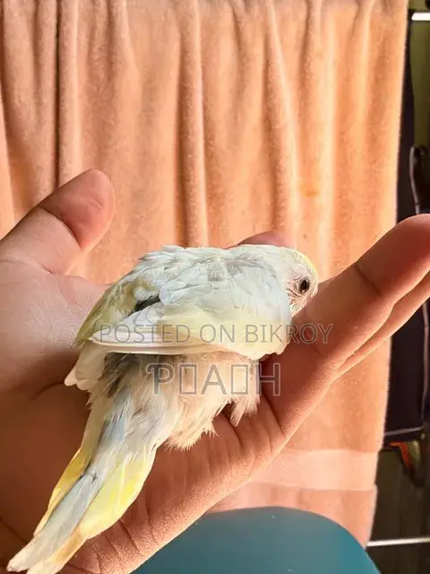 বাজরিগার বাচ্চা (Pied/Rainbow)