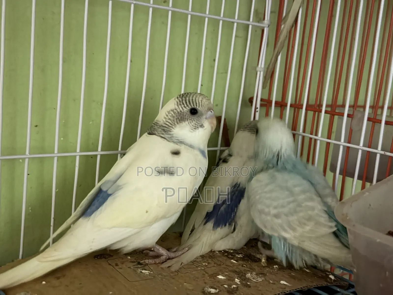 বাজরিগার বাচ্চা (Pied/Rainbow)