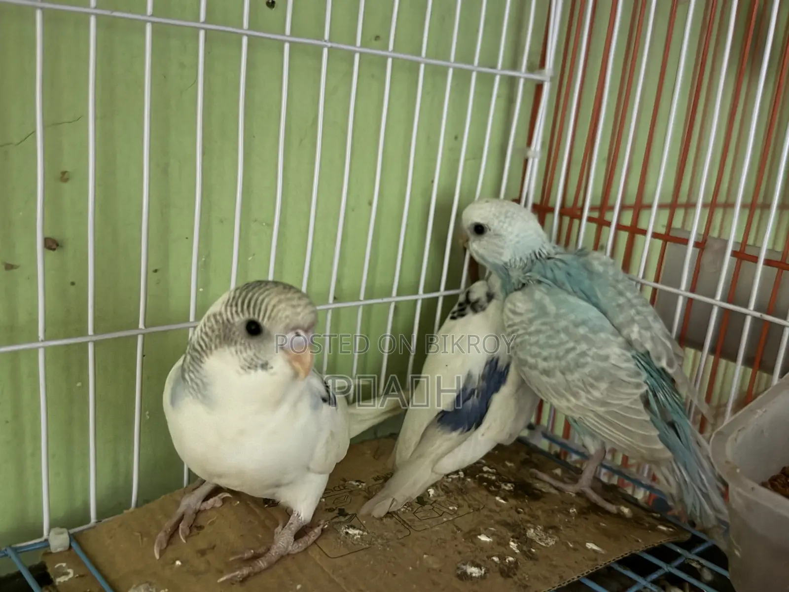 বাজরিগার বাচ্চা (Pied/Rainbow)