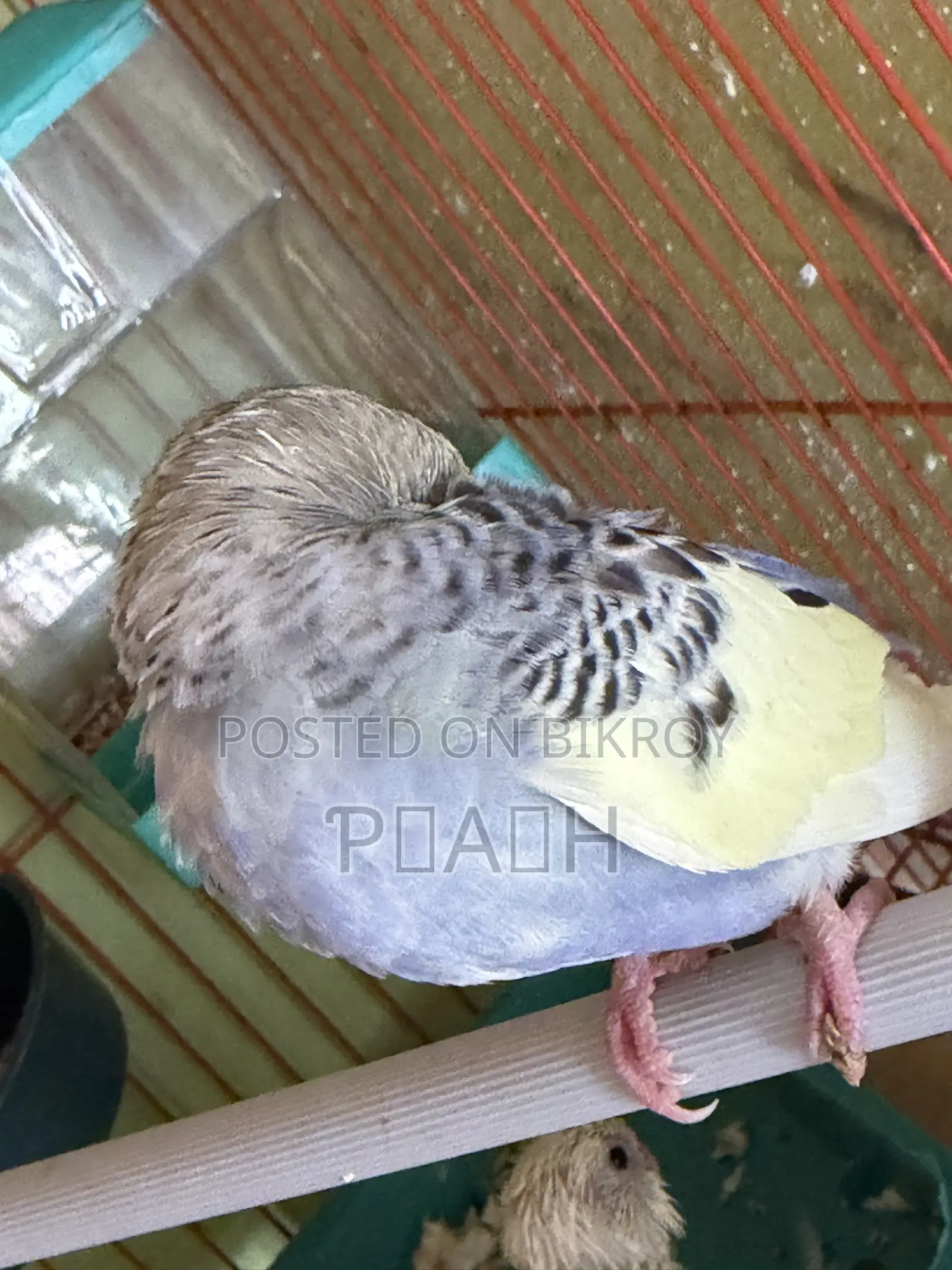 বাজরিগার বাচ্চা (Pied/Rainbow)