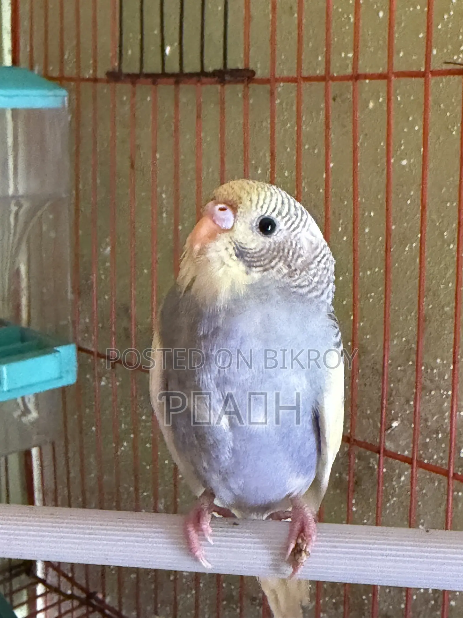 বাজরিগার বাচ্চা (Pied/Rainbow)