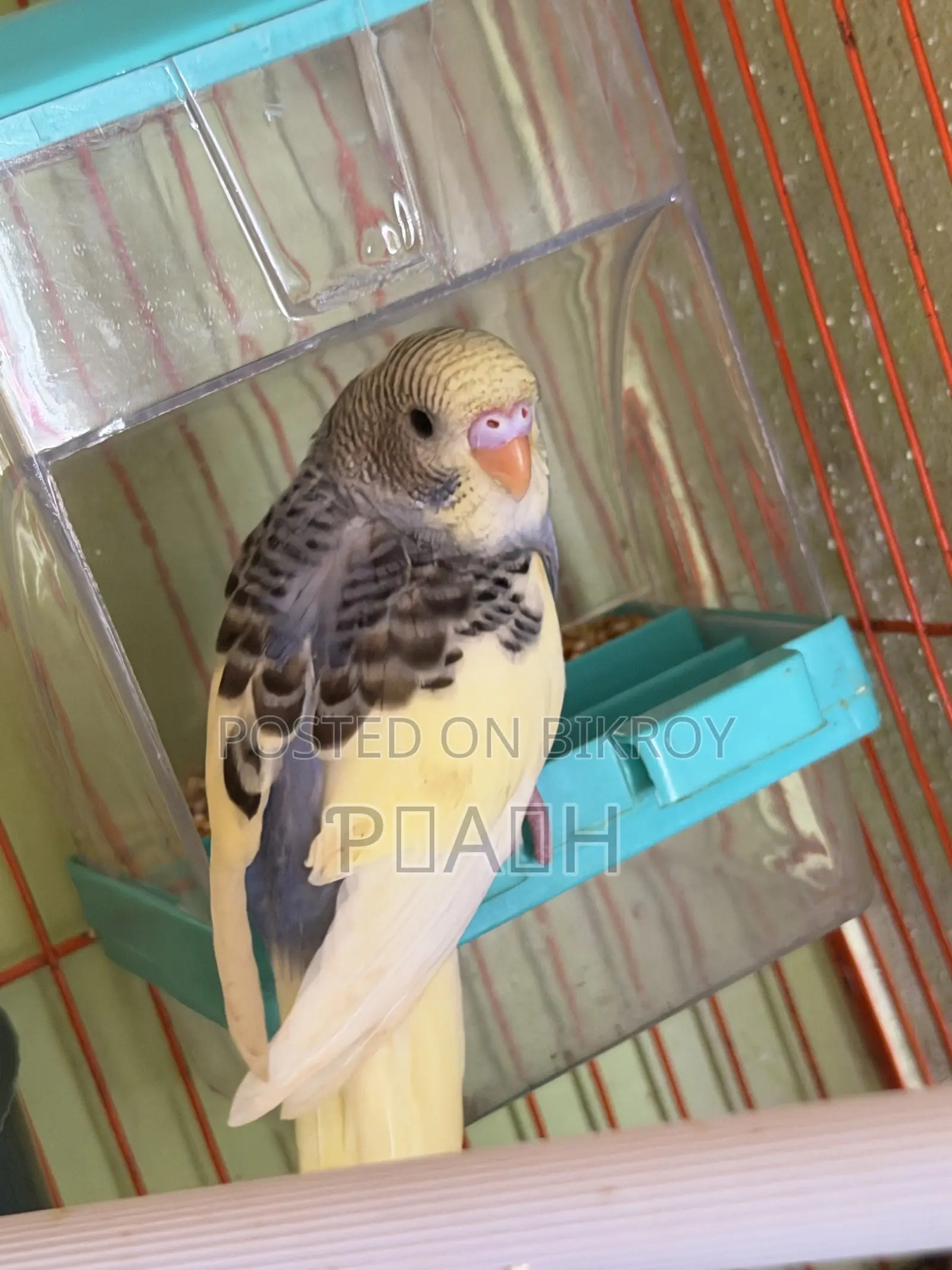 বাজরিগার বাচ্চা (Pied/Rainbow)