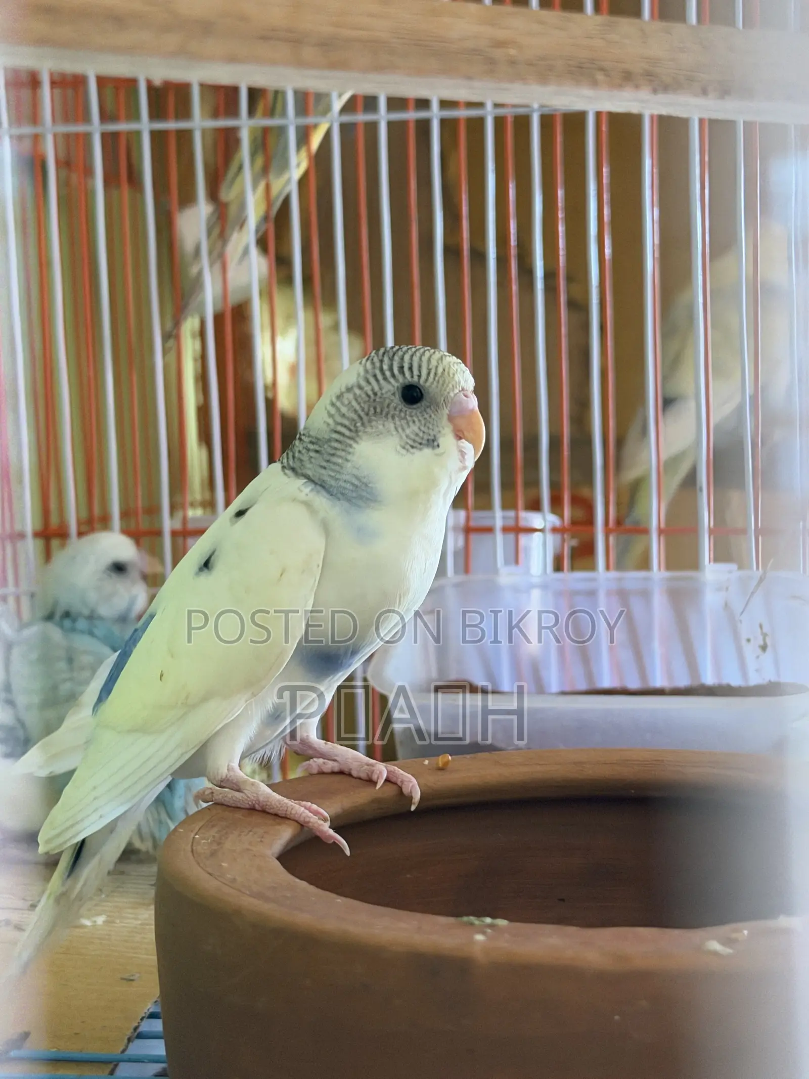 বাজরিগার বাচ্চা (Pied/Rainbow)