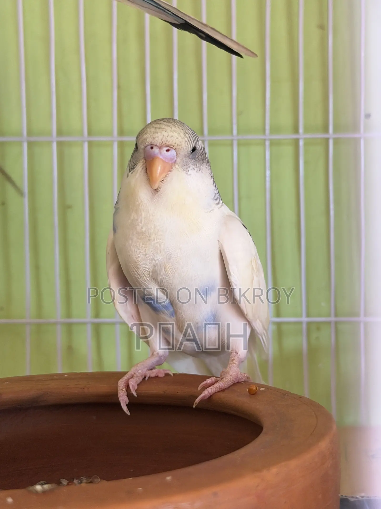 বাজরিগার বাচ্চা (Pied/Rainbow)