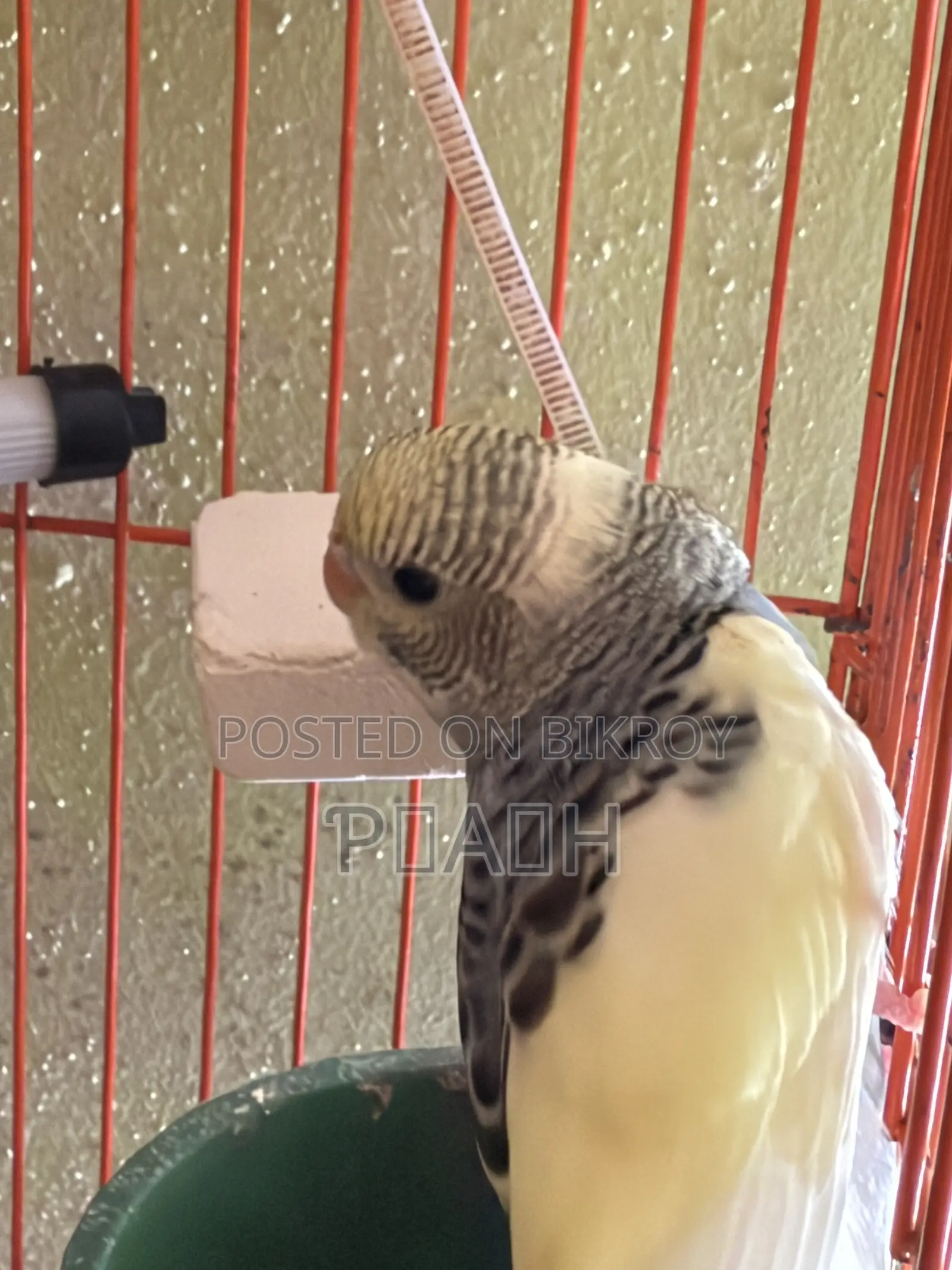 বাজরিগার বাচ্চা (Pied/Rainbow)