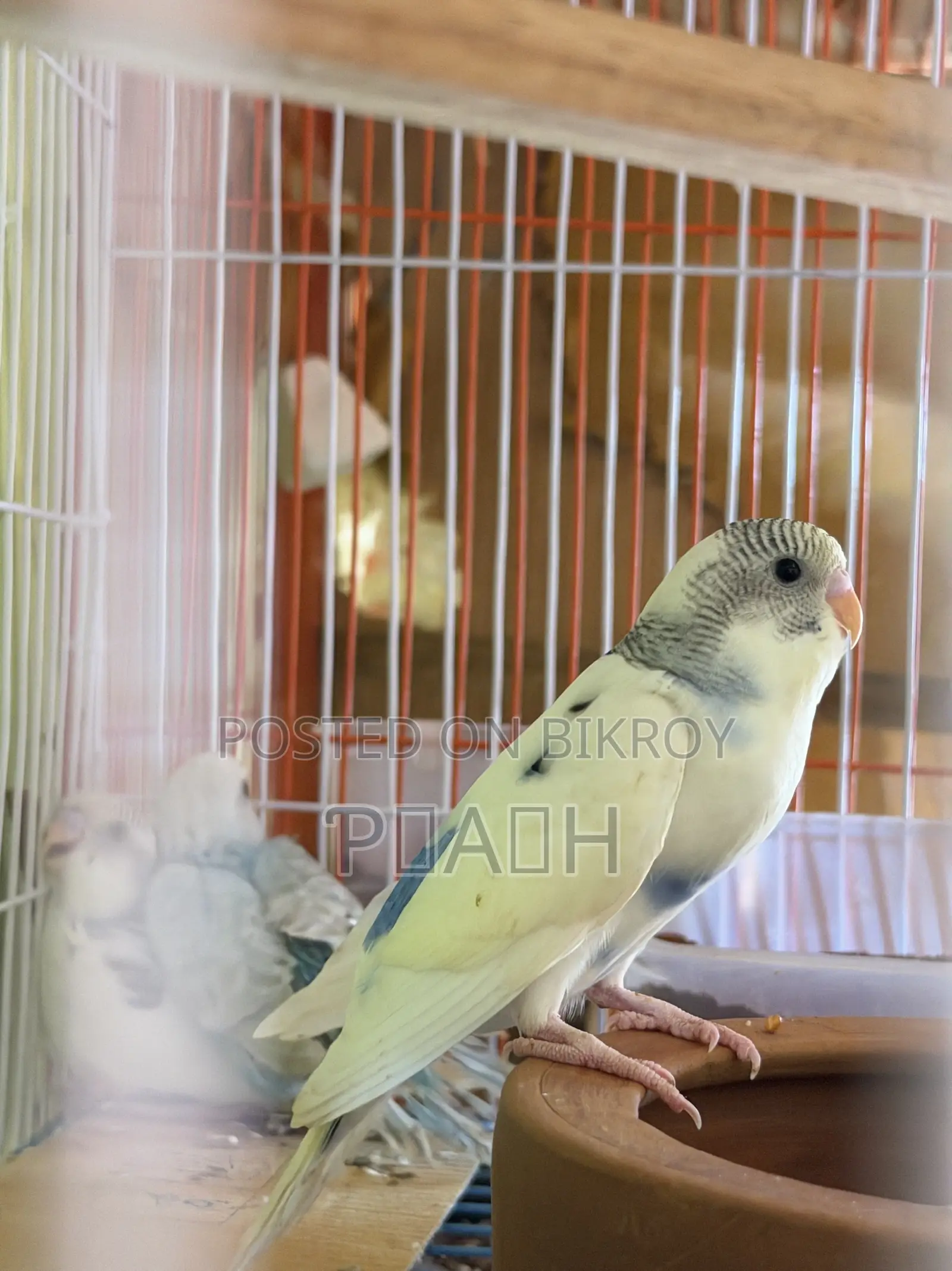 বাজরিগার বাচ্চা (Pied/Rainbow)