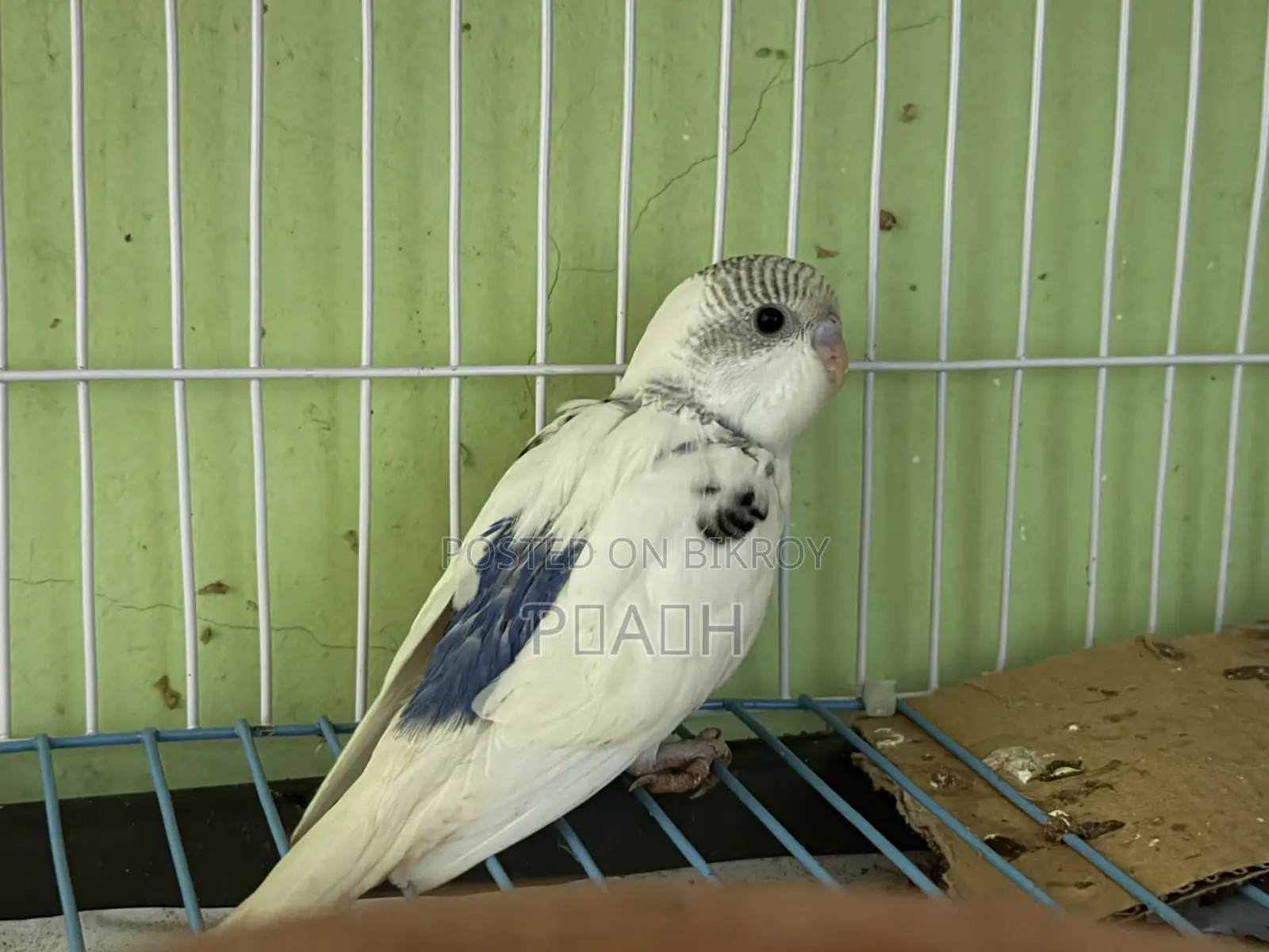 বাজরিগার বাচ্চা (Pied/Rainbow)