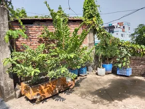 High Quality Plants for Sale