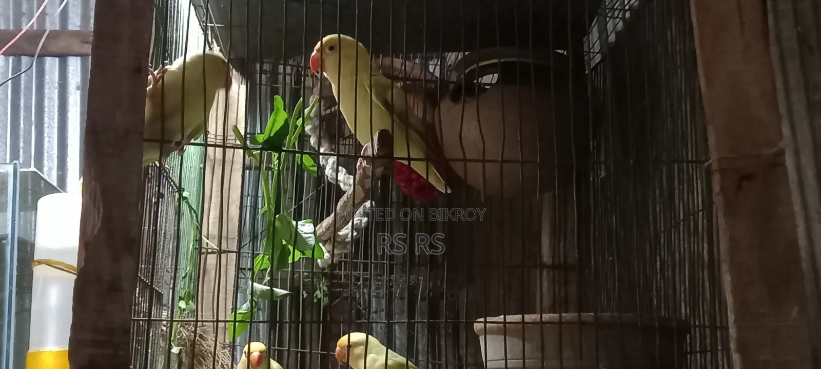 3 PCS Adult Love Bird
