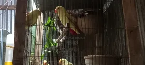 3 PCS Adult Love Bird