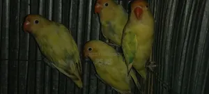 3 PCS Adult Love Bird