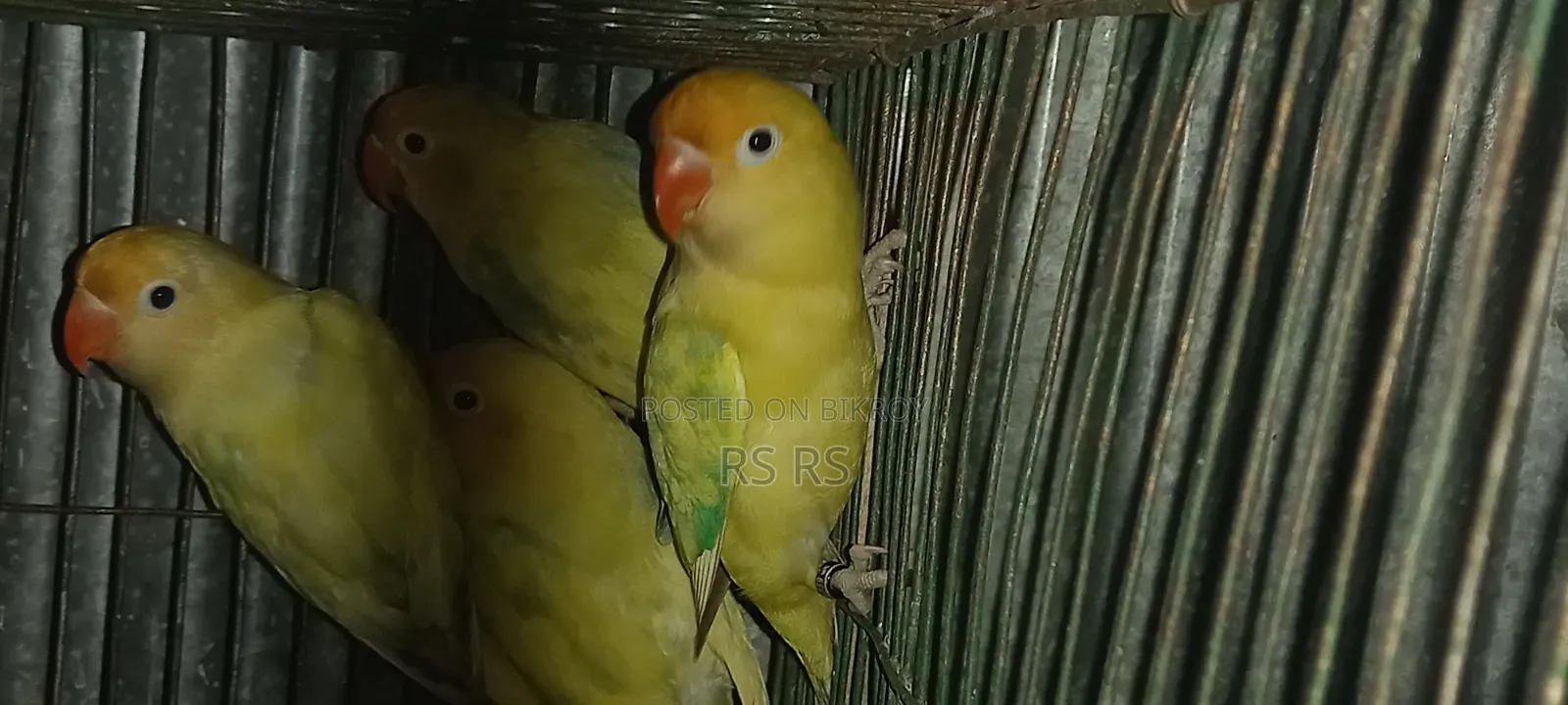 3 PCS Adult Love Bird